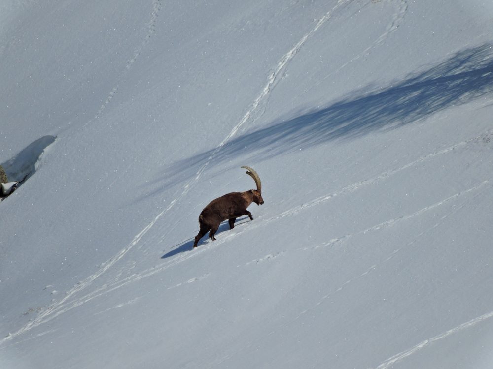 Steinwild, Steinbock: Jagdfakten.at