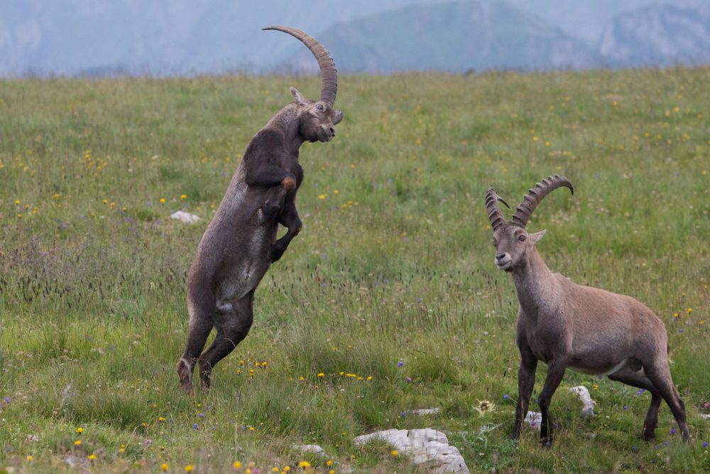 Steinwild, Steinbock: Jagdfakten.at