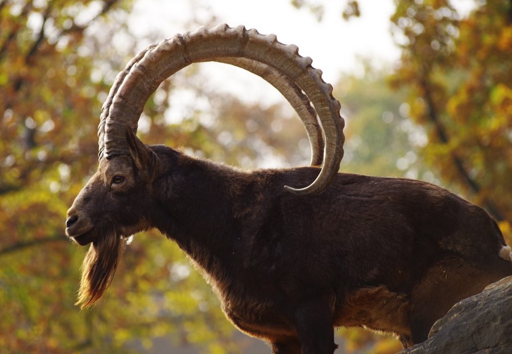 Steinbock, Jagdfakten Österreich