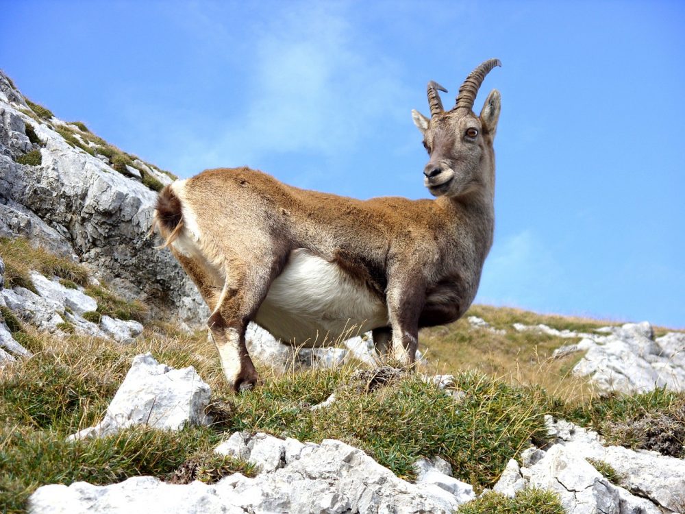 Steingeiß im Sommerfell, Jagdfakten.at informiert