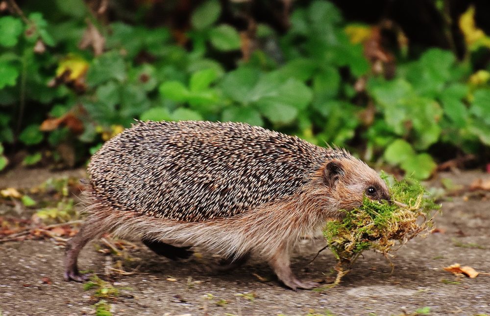 IGEL - ein kurzer Steckbrief, Jagdfakten.at informiert