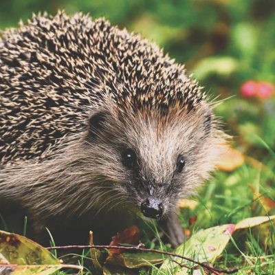 Igel - Steckbrief, Jagdfakten Österreich