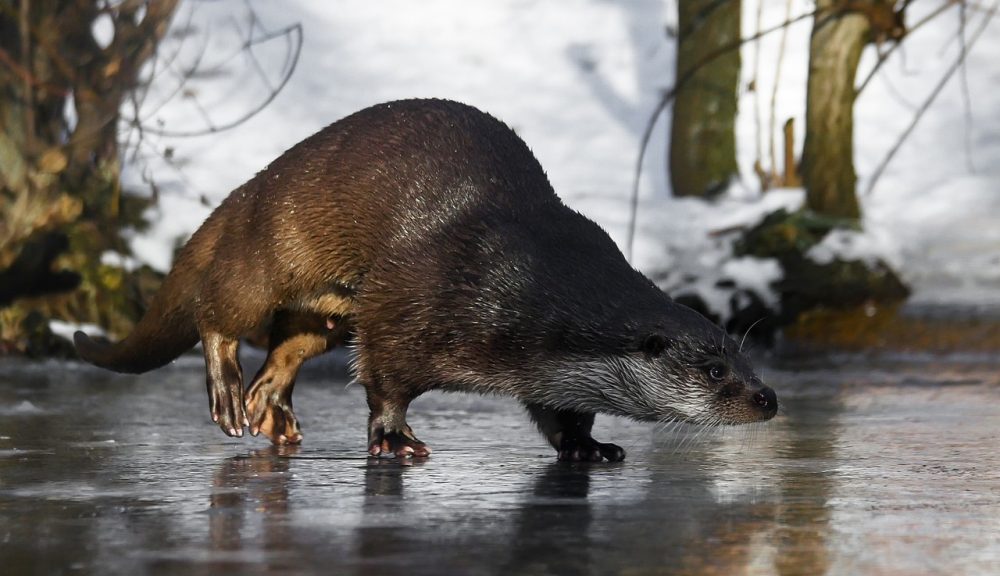 Naturkreislauf & Verdrängungseffeke: Jagdfakten.at informiert Naturkreislauf & Verdrängungseffeke: Jagdfakten.at informiert