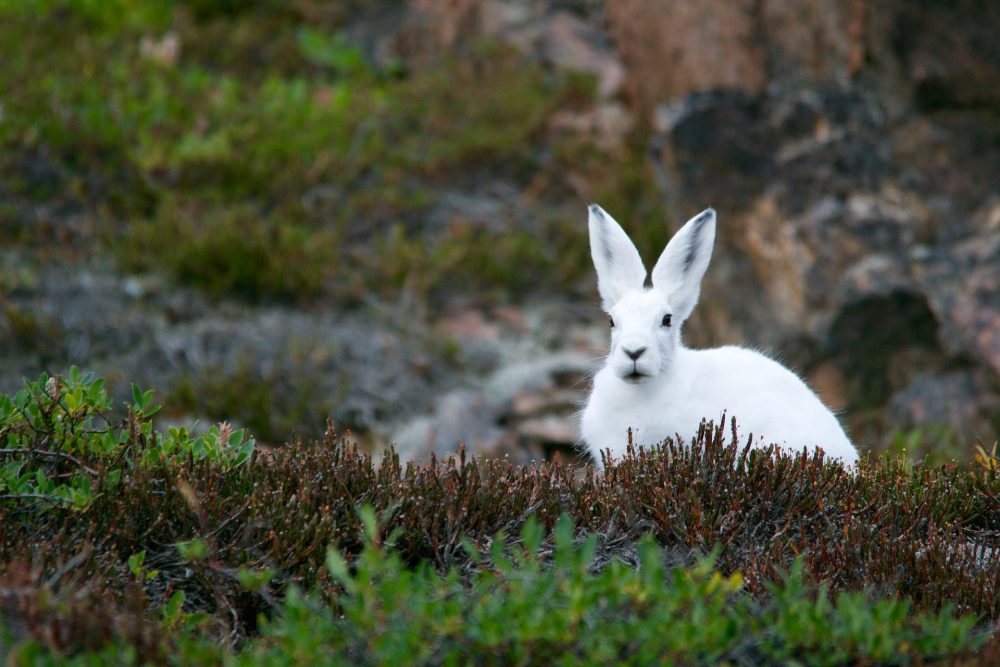 Schneehase am Berg Schneehase, Lebensraum Berge, jagdfakten.at