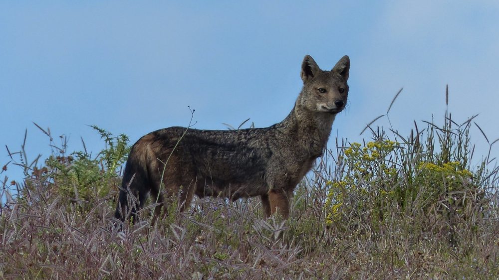 Naturkreislauf & Verdrängungseffeke: Jagdfakten.at informiert Naturkreislauf & Verdrängungseffeke: Jagdfakten.at informiert