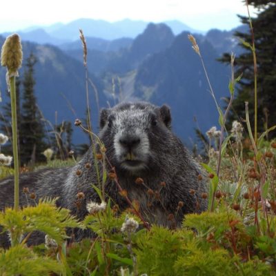 Alpen-Murmeltier, Murmeltiertag, Jagdfakten Österreich