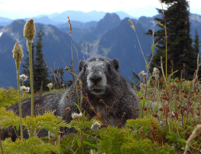 Murmeltier, Alpen-Murmeltier, Murmeltiertag, Jagdfakten Österreich