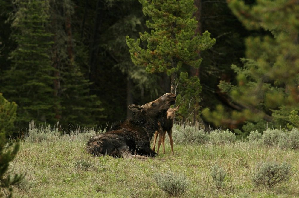 Naturkreislauf & Verdrängungseffeke: Jagdfakten.at informiert Naturkreislauf & Verdrängungseffeke: Jagdfakten.at informiert