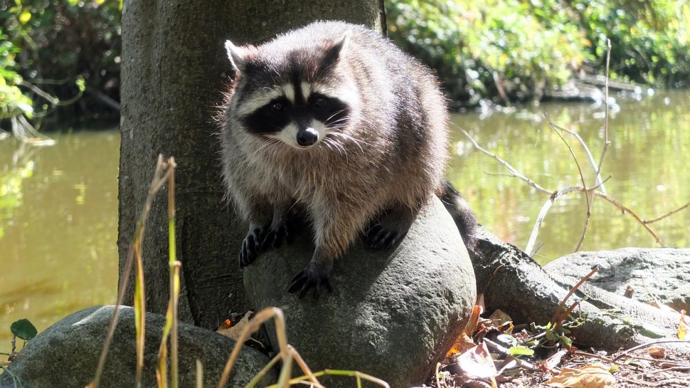 Waschbär, Jagdfakten.at informiert