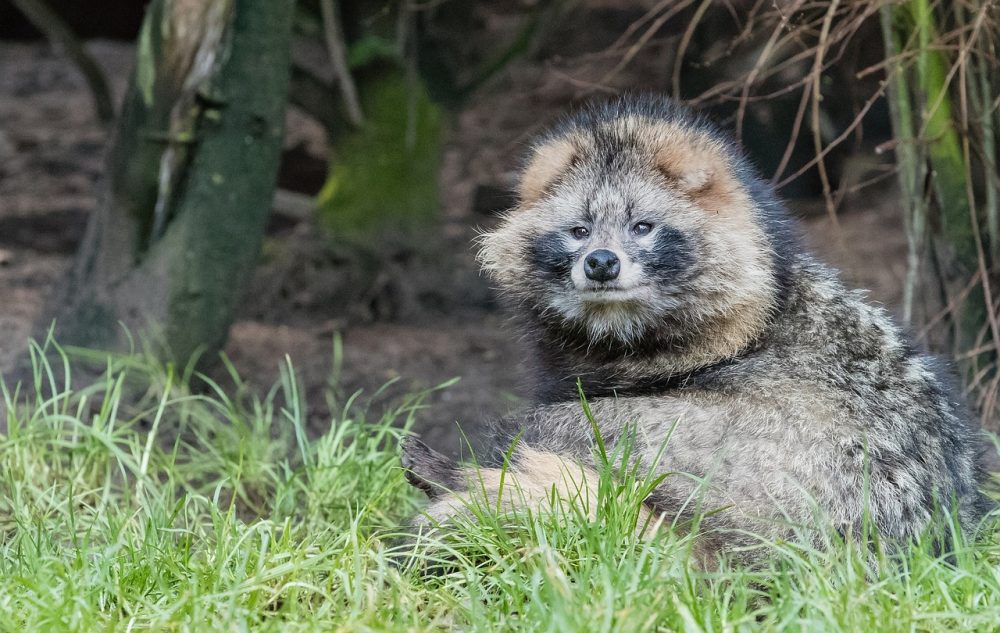 Naturkreislauf & Verdrängungseffeke: Jagdfakten.at informiert Naturkreislauf & Verdrängungseffeke: Jagdfakten.at informiert