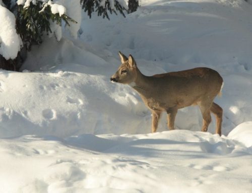 Winter: Rücksicht auf Wildtiere nehmen!