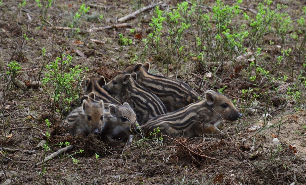 Wildschwein - Bache mit Frischlingen, Jagdfakten.at informiert