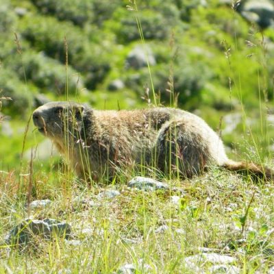 Murmeltier, Alpenmurmeltier, Jagdfakten Österreich