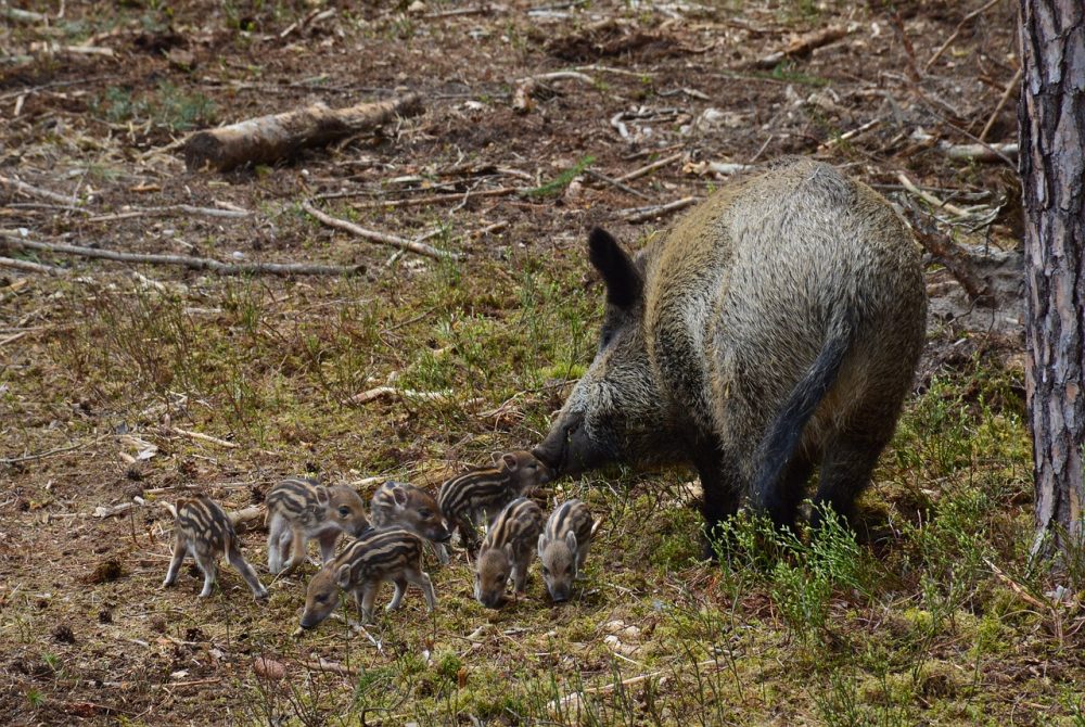 Wildschwein - Bache mit Frischlingen, Jagdfakten.at informiert
