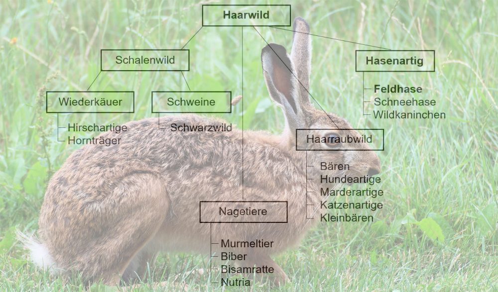 Feldhase - Steckbrief - Jagdbare Wildarten - Jagdfakten.at