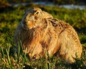 Feldhase, Steckbrief, Jagdfakten.at