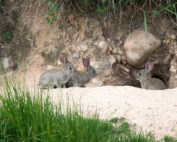 Wildtiere in der Stadt: Jagdfakten.at informiert