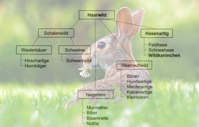 Wildkaninchen Ein Kurzer Steckbrief Jagdfakten at