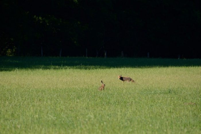 Feldhase und Fuchs, Jagdfakten.at informiert