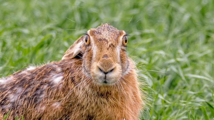 Feldhase Steckbrief, Jagdfakten.at informiert