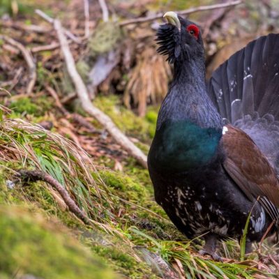 Auerwild, Auerhahn, Jagdfakten Österreich