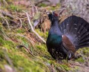 Auerwild, Auerhahn, Jagdfakten.at