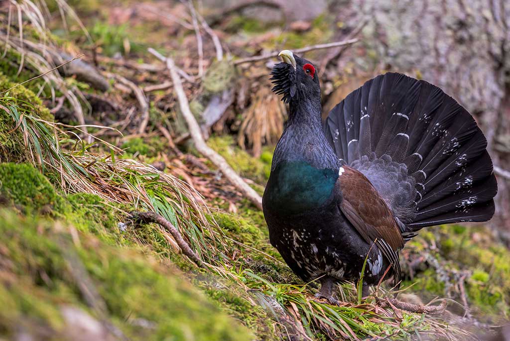 Auerwild, Auerhahn, Jagdfakten.at