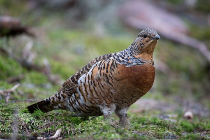 Die Auerhenne ist mit ihren unauffälligen Gefieder gut getarnt Foto: C. Burgstaller