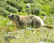 Murmeltier - ein kurzer Steckbrief, Jagdfakten.at informiert
