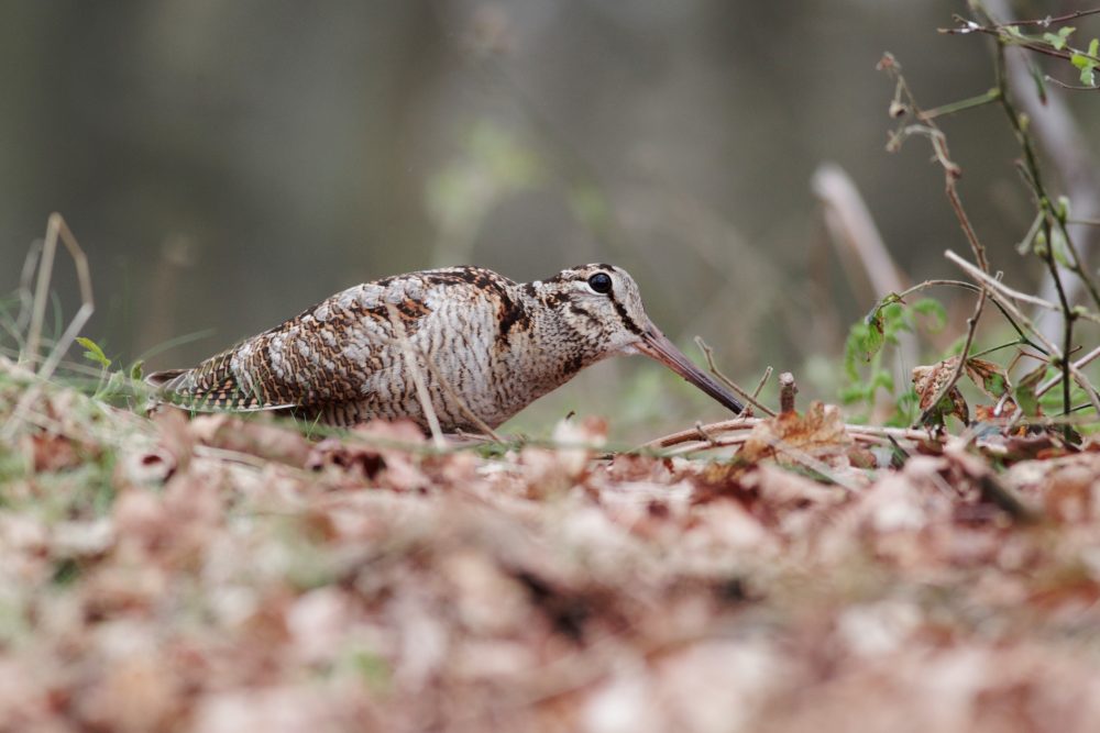Waldschnepfe, Jagdfakten.at informiert