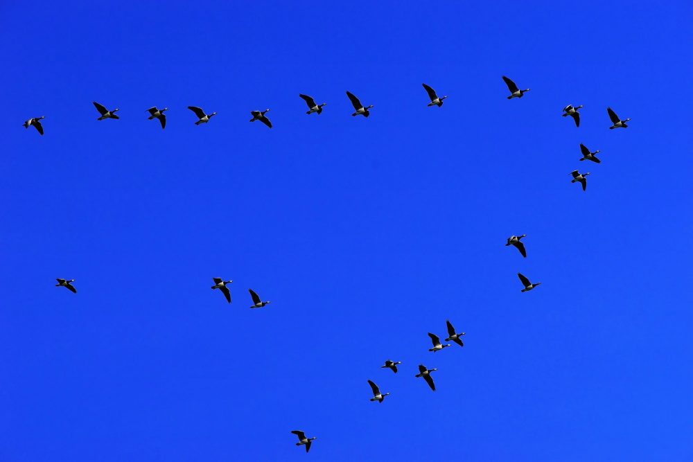Zugvogel Formation, Jagdfakten.at informiert