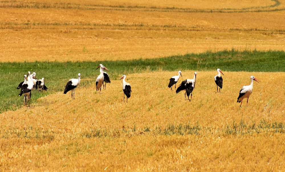 Weißstörche, Jagdfakten.at informiert