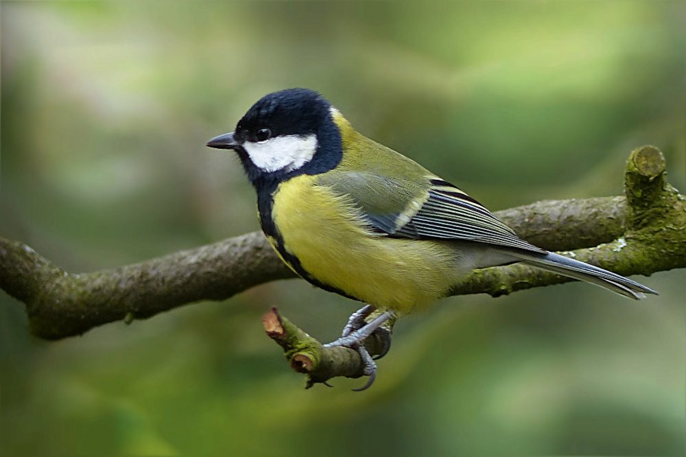 Kohlmeise, Singvogel, Jagdfakten.at informiert