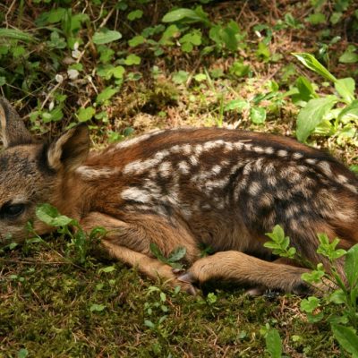 Rehkitz, Rettung, Mähtod - Jagdfakten.at informiert