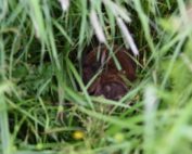 Rehkitz Rettung Mähtod, Jagdfakten.at