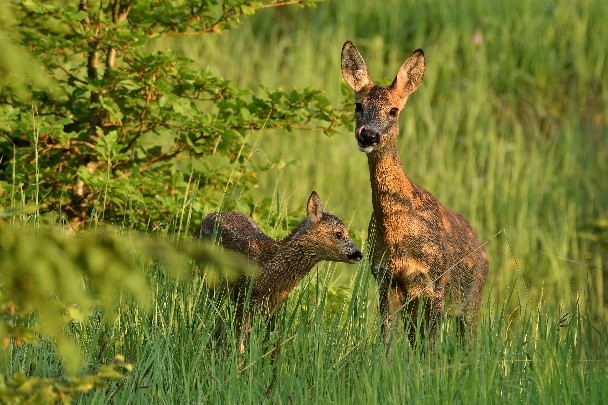 Rehkitzrettung, Jagdfakten.at, Copyright Josef Kirchmair