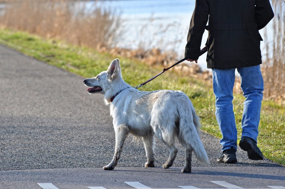 Spazieren mit Hund Jagdfakten Pixabay Spazieren mit Hund, Jagdfakten.at informiert