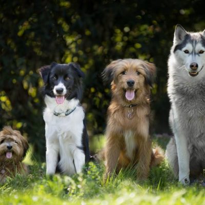 Interview Hundetrainer: Verhalten mit Hund im Wald, Jagdfakten.at