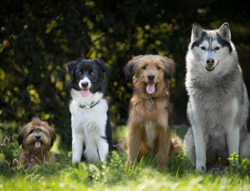 Interview zum richtigen Verhalten mit dem Hund in der Natur