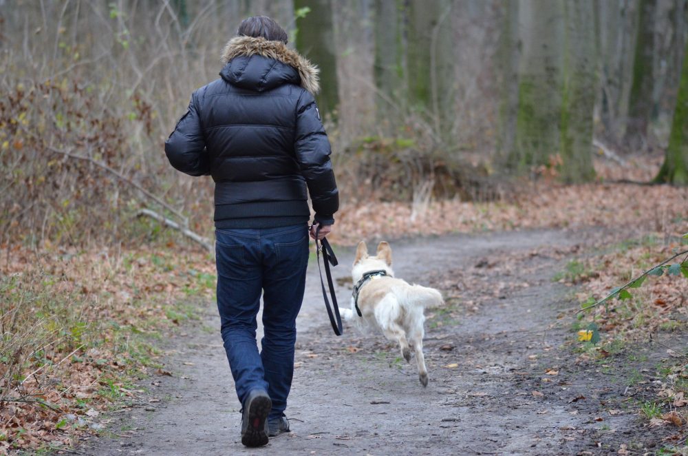 Spazieren mit Hund Jagdfakten Pixabay Richtiges Verhalten mit Hund im Wald, Jagdfakten.at informiert
