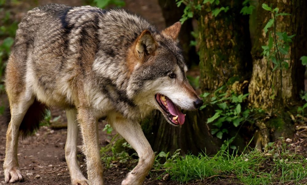 Grauwolf, Jagdfakten.at