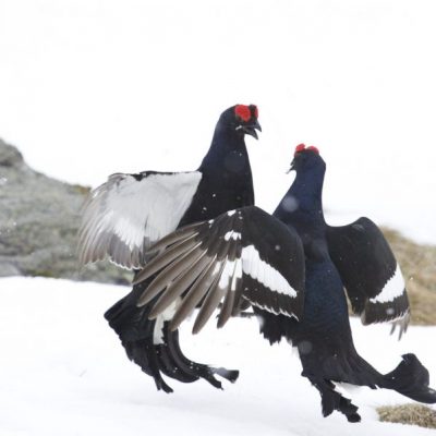 Raufußhühner, Jagdfakten.at