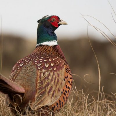 Niederwild stark rückläufig, Jagdfakten Österreich