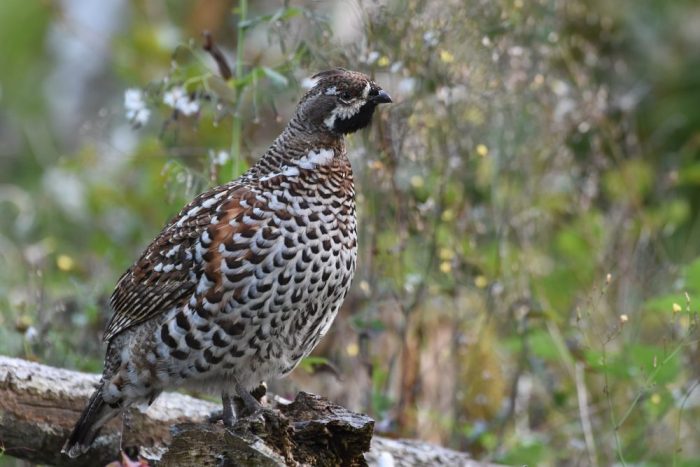 Tierfamilie Raufußhühner, Haselhuhn, Jagdfakten.at