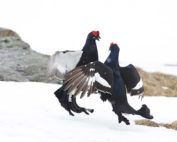 Tierfamilie Raufußhühner, Jagdfakten.at informiert