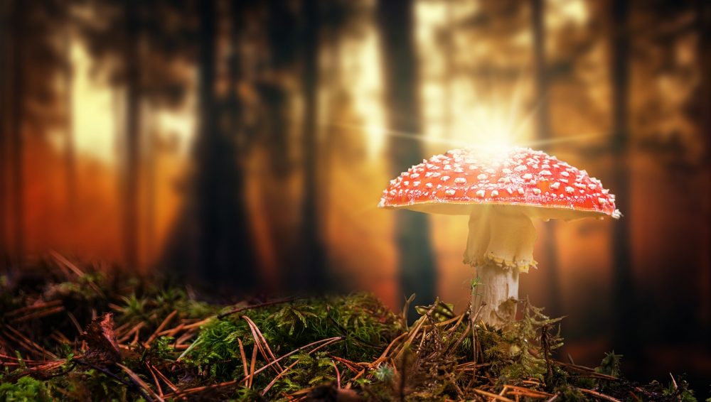 Fliegenpilz, Jagdfakten Österreich Fliegenpilz, Jagdfakten.at informiert