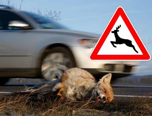 UNIQA Expertentipp: Wildunfall vermeiden