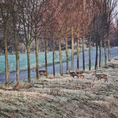 Wildunfall vermeiden, Jagdfakten Österreich
