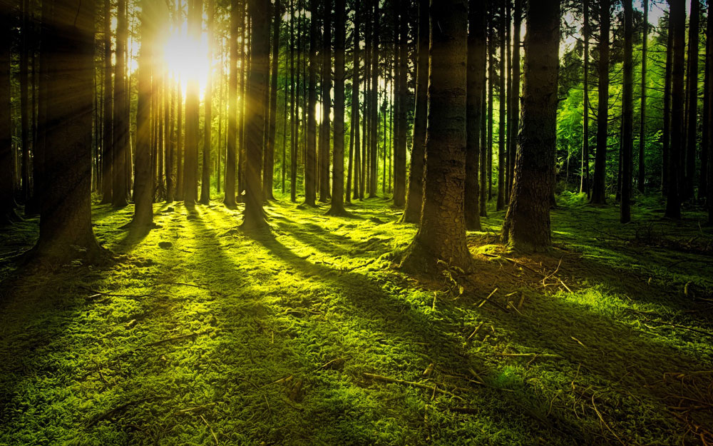 Lebensraum Wald, CO2 Speicher, Jagdfakten.at informiert