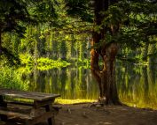 Lebensraum Wald, CO2 Speicher, Jagdfakten.at informiert